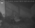 Capi_Dubne_20250708_022502.jpg