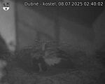 Capi_Dubne_20250708_024002.jpg