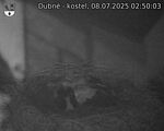 Capi_Dubne_20250708_025003.jpg