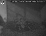 Capi_Dubne_20250708_030502.jpg