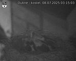 Capi_Dubne_20250708_031503.jpg