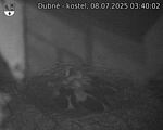 Capi_Dubne_20250708_034002.jpg