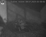 Capi_Dubne_20250708_035002.jpg