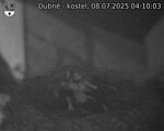 Capi_Dubne_20250708_041003.jpg