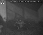 Capi_Dubne_20250708_042002.jpg