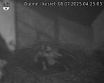 Capi_Dubne_20250708_042503.jpg