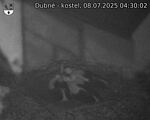 Capi_Dubne_20250708_043002.jpg