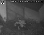 Capi_Dubne_20250708_043502.jpg