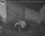 Capi_Dubne_20250708_044003.jpg