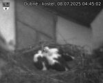 Capi_Dubne_20250708_044502.jpg