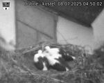 Capi_Dubne_20250708_045002.jpg