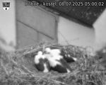 Capi_Dubne_20250708_050002.jpg