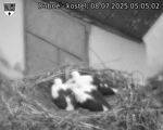 Capi_Dubne_20250708_050502.jpg