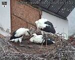 Capi_Dubne_20250708_051502.jpg