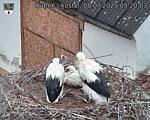 Capi_Dubne_20250708_052003.jpg