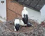 Capi_Dubne_20250708_052503.jpg