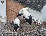 Capi_Dubne_20250708_053503.jpg