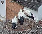 Capi_Dubne_20250708_054002.jpg