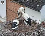 Capi_Dubne_20250708_054503.jpg