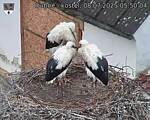 Capi_Dubne_20250708_055004.jpg