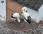 Capi_Dubne_20250708_055503.jpg