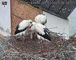 Capi_Dubne_20250708_060003.jpg