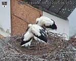 Capi_Dubne_20250708_060502.jpg
