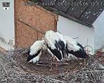 Capi_Dubne_20250708_061003.jpg