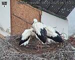 Capi_Dubne_20250708_061503.jpg