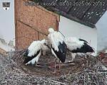 Capi_Dubne_20250708_062002.jpg