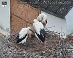 Capi_Dubne_20250708_062504.jpg