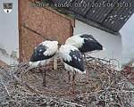 Capi_Dubne_20250708_063003.jpg