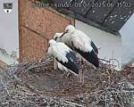 Capi_Dubne_20250708_063502.jpg