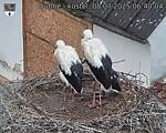 Capi_Dubne_20250708_064004.jpg