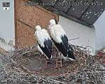 Capi_Dubne_20250708_064504.jpg