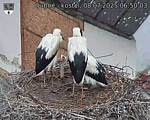 Capi_Dubne_20250708_065003.jpg