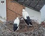 Capi_Dubne_20250708_065503.jpg