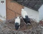 Capi_Dubne_20250708_070003.jpg
