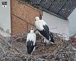 Capi_Dubne_20250708_070503.jpg