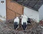 Capi_Dubne_20250708_071004.jpg