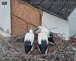 Capi_Dubne_20250708_071504.jpg