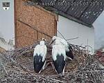 Capi_Dubne_20250708_072003.jpg