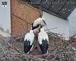 Capi_Dubne_20250708_073004.jpg