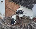 Capi_Dubne_20250708_073502.jpg