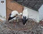 Capi_Dubne_20250708_074003.jpg