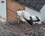 Capi_Dubne_20250708_074502.jpg