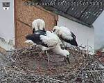 Capi_Dubne_20250708_075003.jpg