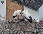 Capi_Dubne_20250708_075503.jpg