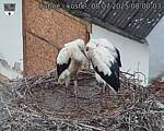 Capi_Dubne_20250708_080003.jpg