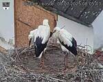 Capi_Dubne_20250708_080503.jpg
